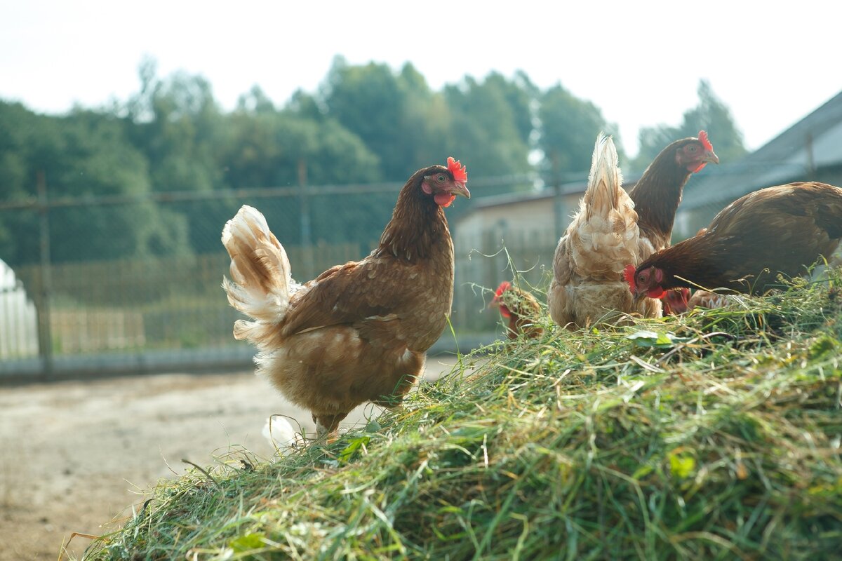 Нет стереотипам. Фермерская продукция и фермерство в России.