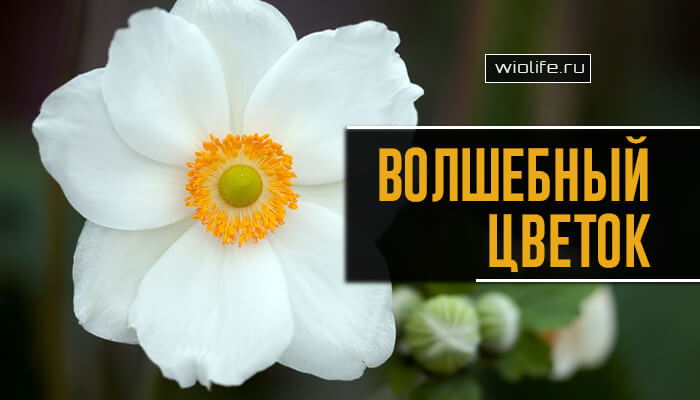 Притча «Волшебный цветок» Притча «Волшебный цветок»
